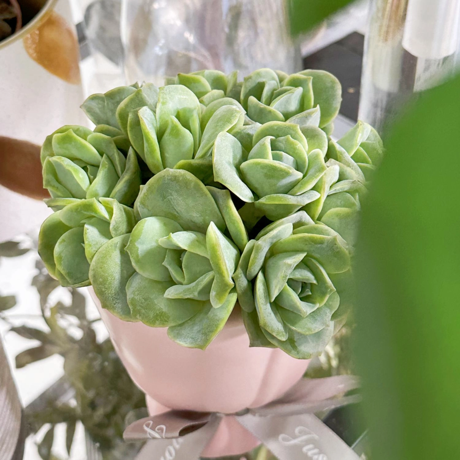 x Graptoveria 'Lovely Rose'