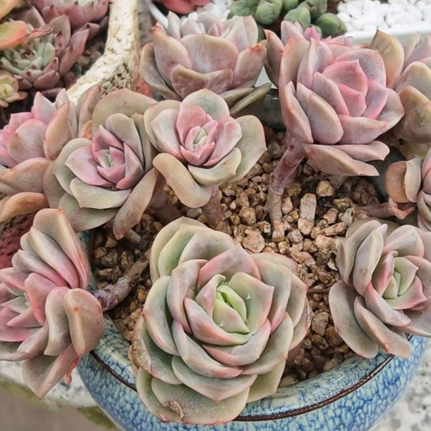 x Graptoveria 'Lovely Rose'