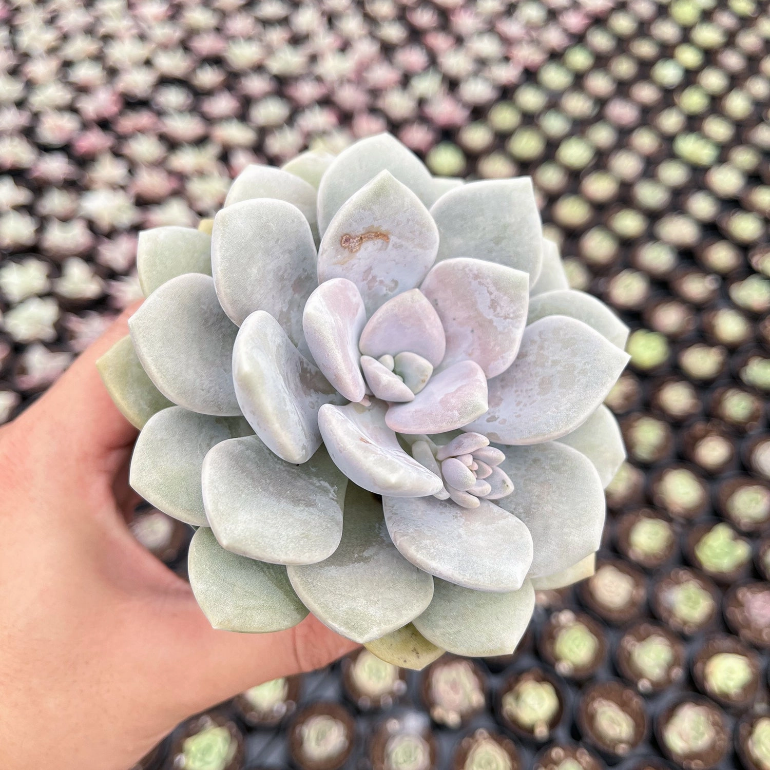 x Graptoveria 'Margaret Rose' (4 inch)