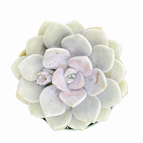 x Graptoveria 'Margaret Rose' (4 inch) mini ornamental plant  
