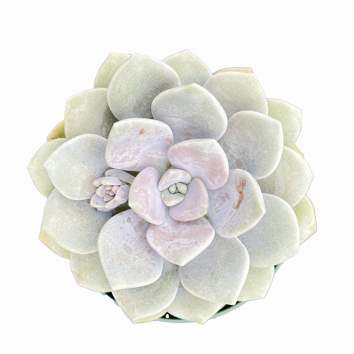 x Graptoveria 'Margaret Rose' (4 inch) mini ornamental plant  