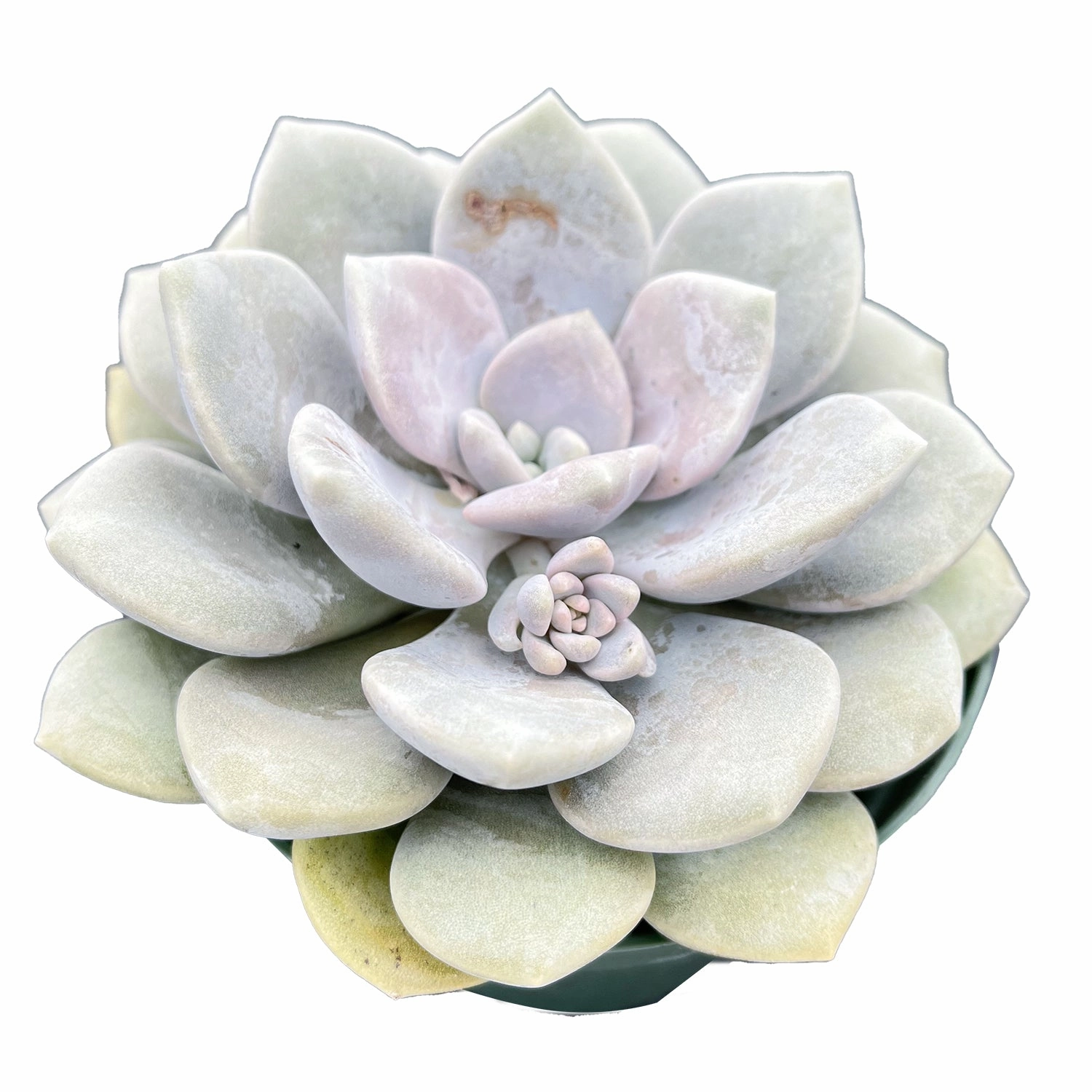 x Graptoveria 'Margaret Rose' (4 inch)