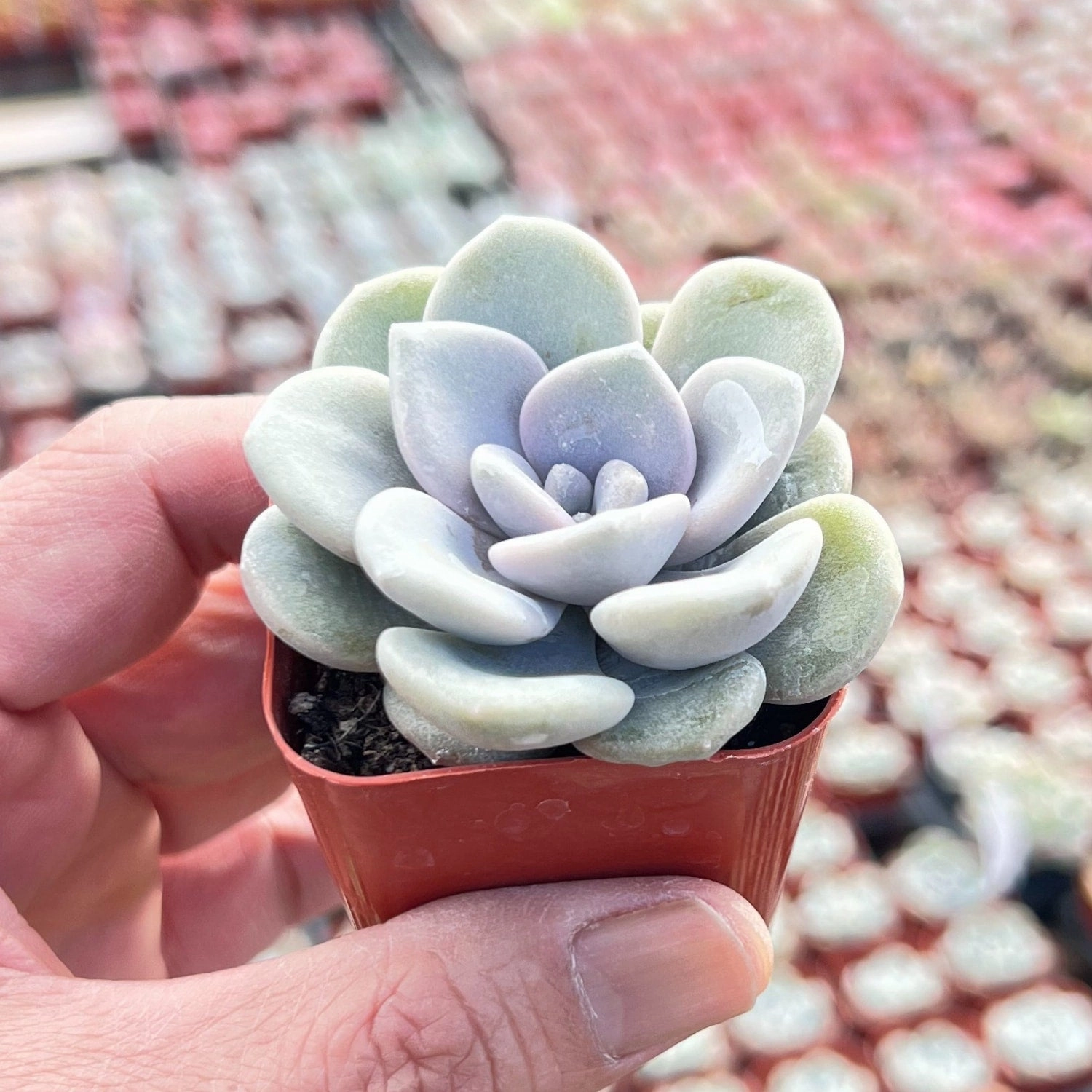 x Graptoveria 'Margaret Rose'