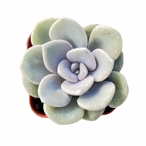 x Graptoveria 'Margaret Rose' mini ornamental plant  