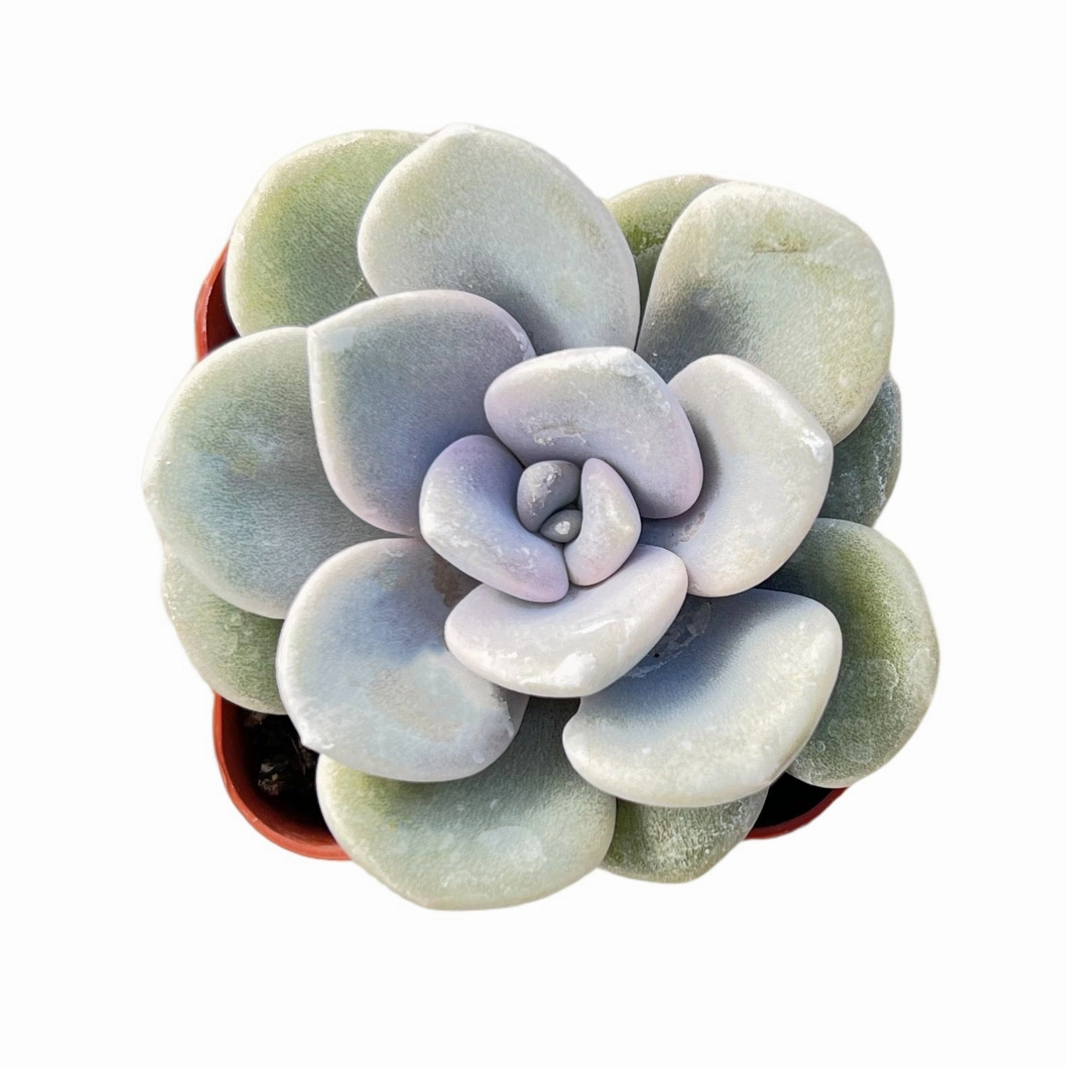 x Graptoveria 'Margaret Rose' mini ornamental plant  