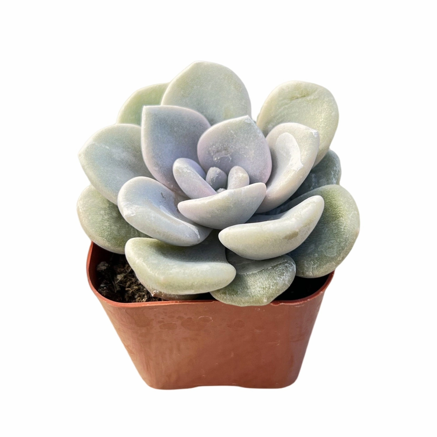 x Graptoveria 'Margaret Rose'