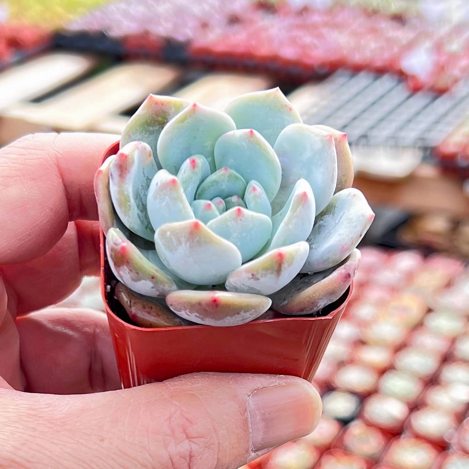 x Graptoveria 'Orange Sherbet'