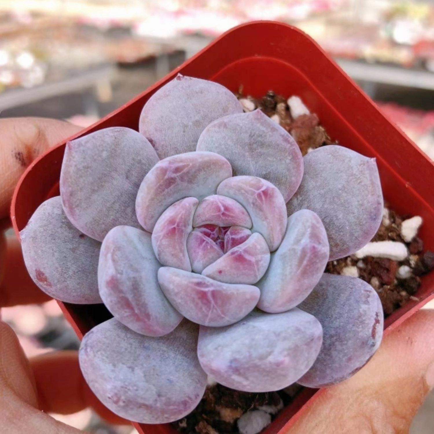 x Graptoveria 'Orange Sherbet'