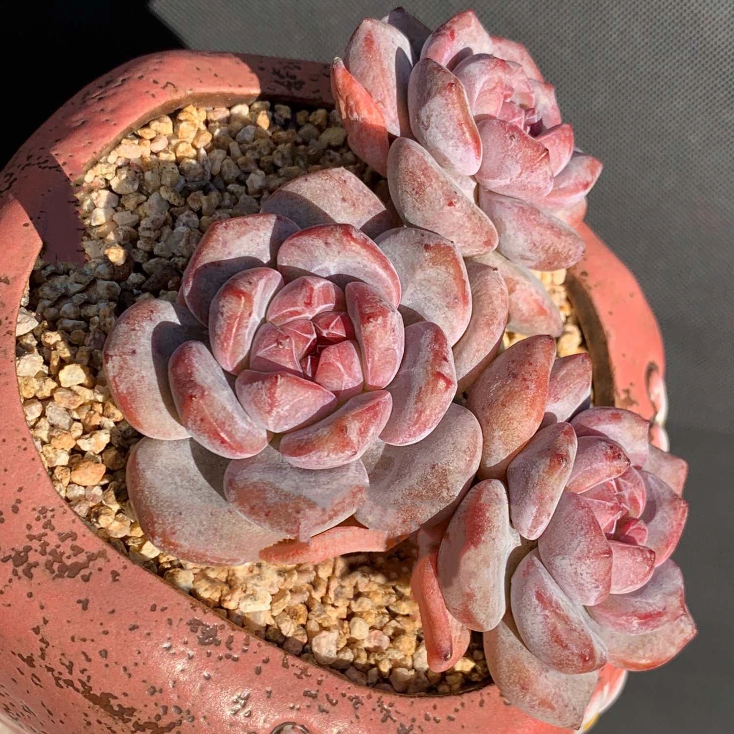 x Graptoveria 'Orange Sherbet'