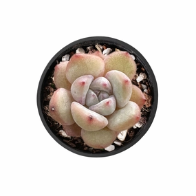 x Graptoveria 'Orange Sherbet' mini ornamental plant  