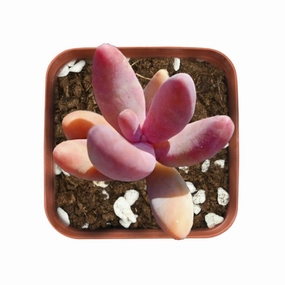 x Pachysedum 'Ganzhou' mini ornamental plant  
