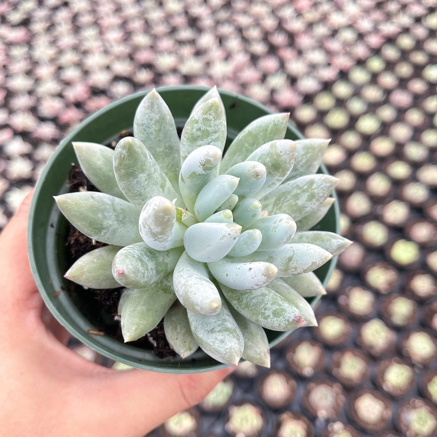 x Pachyveria 'Angel's Finger' (4 inch)