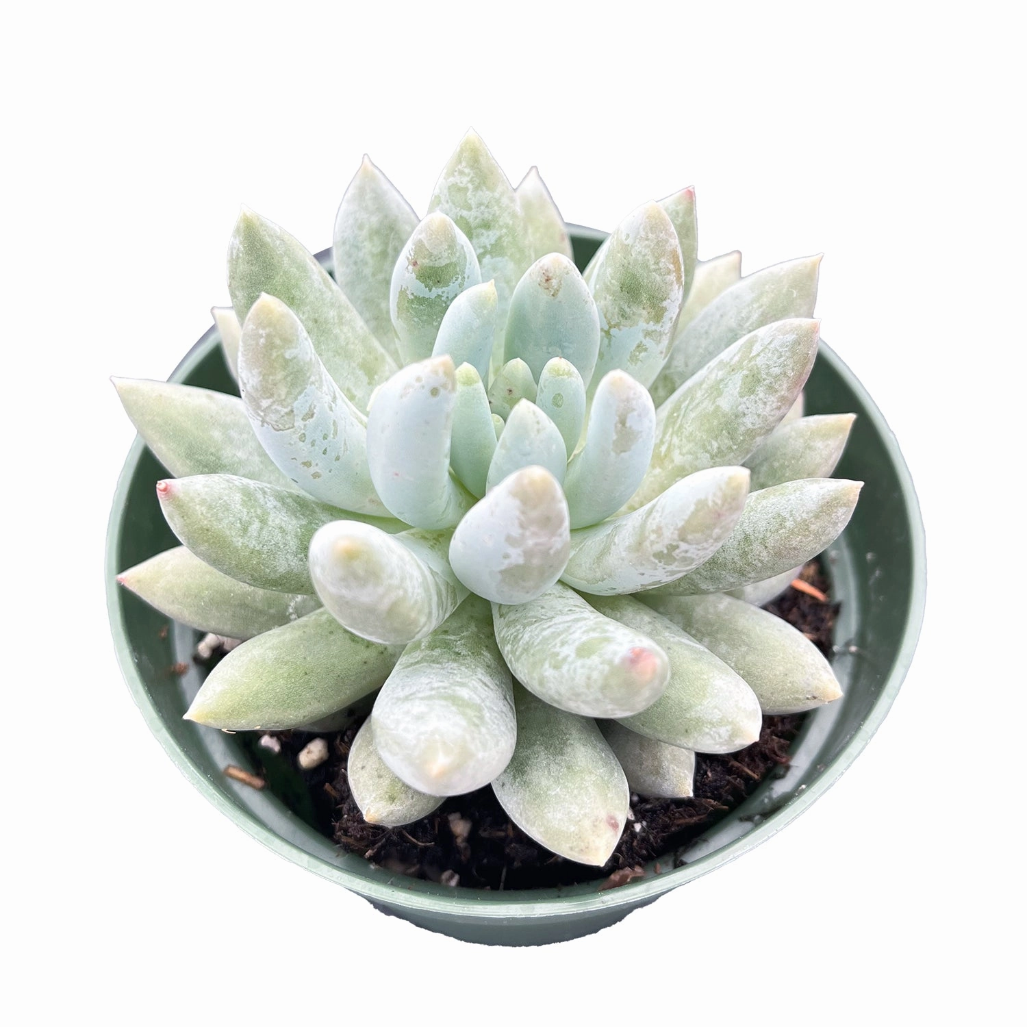 x Pachyveria 'Angel's Finger' (4 inch)
