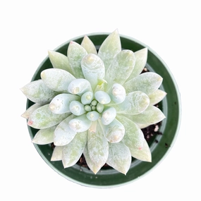 x Pachyveria 'Angel's Finger' (4 inch) mini ornamental plant  