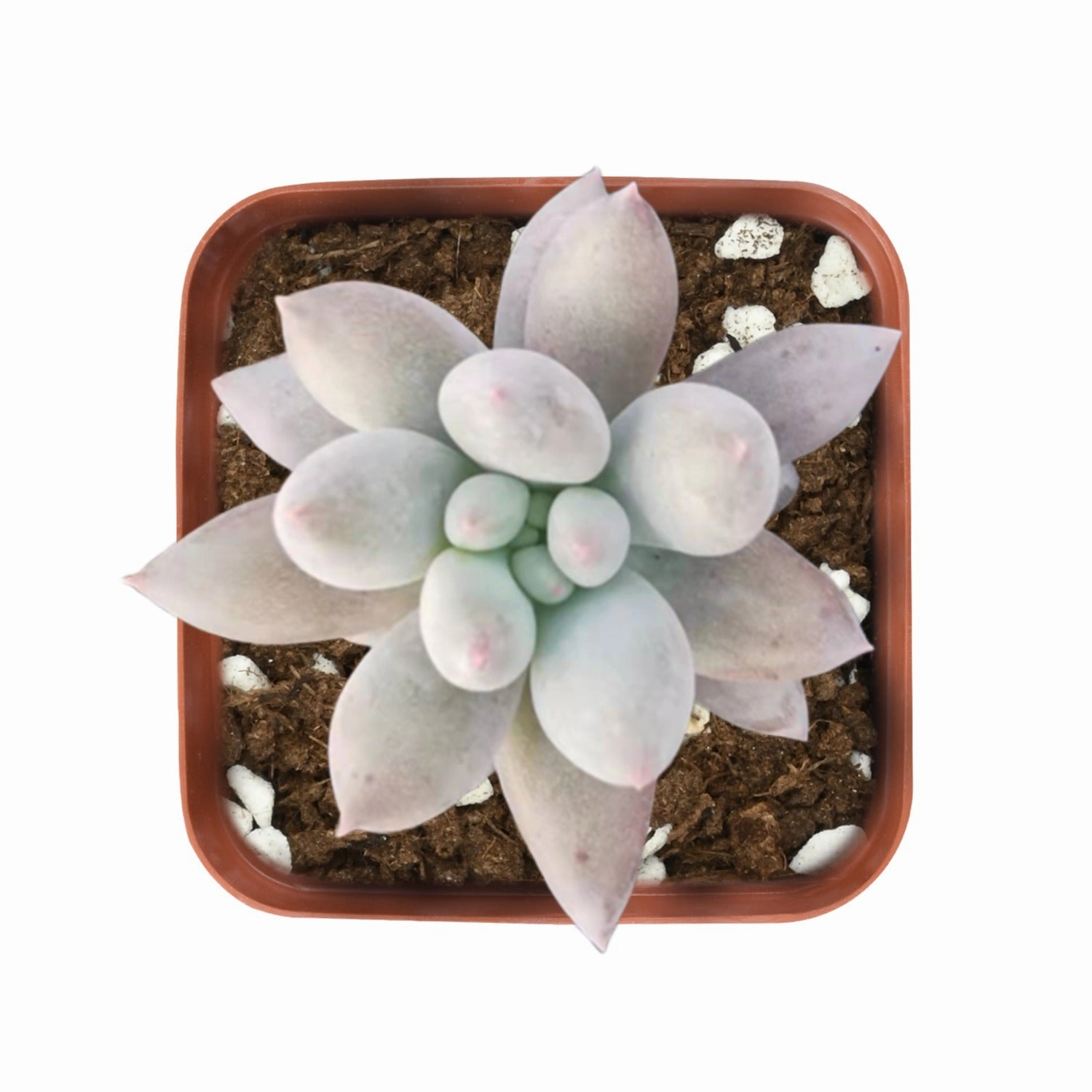 x Pachyveria 'Angel's Finger' mini ornamental plant  