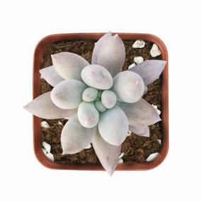 x Pachyveria 'Angel's Finger' mini ornamental plant  