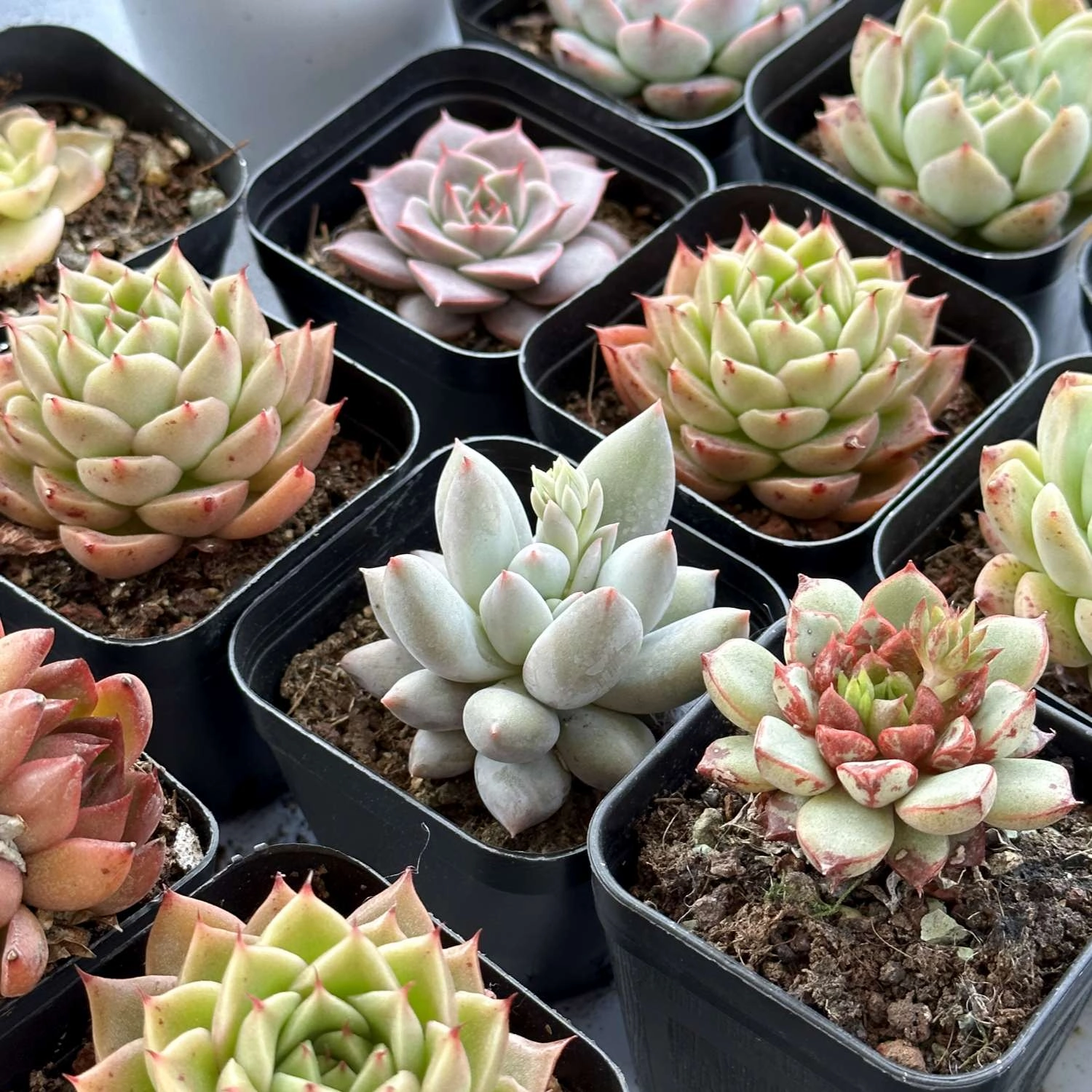 x Pachyveria 'Angel's Finger'