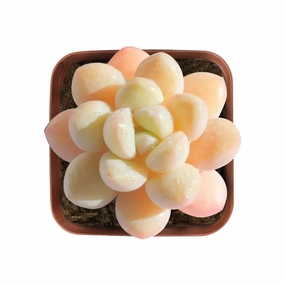 x Pachyveria 'Bubble Candy' mini ornamental plant  