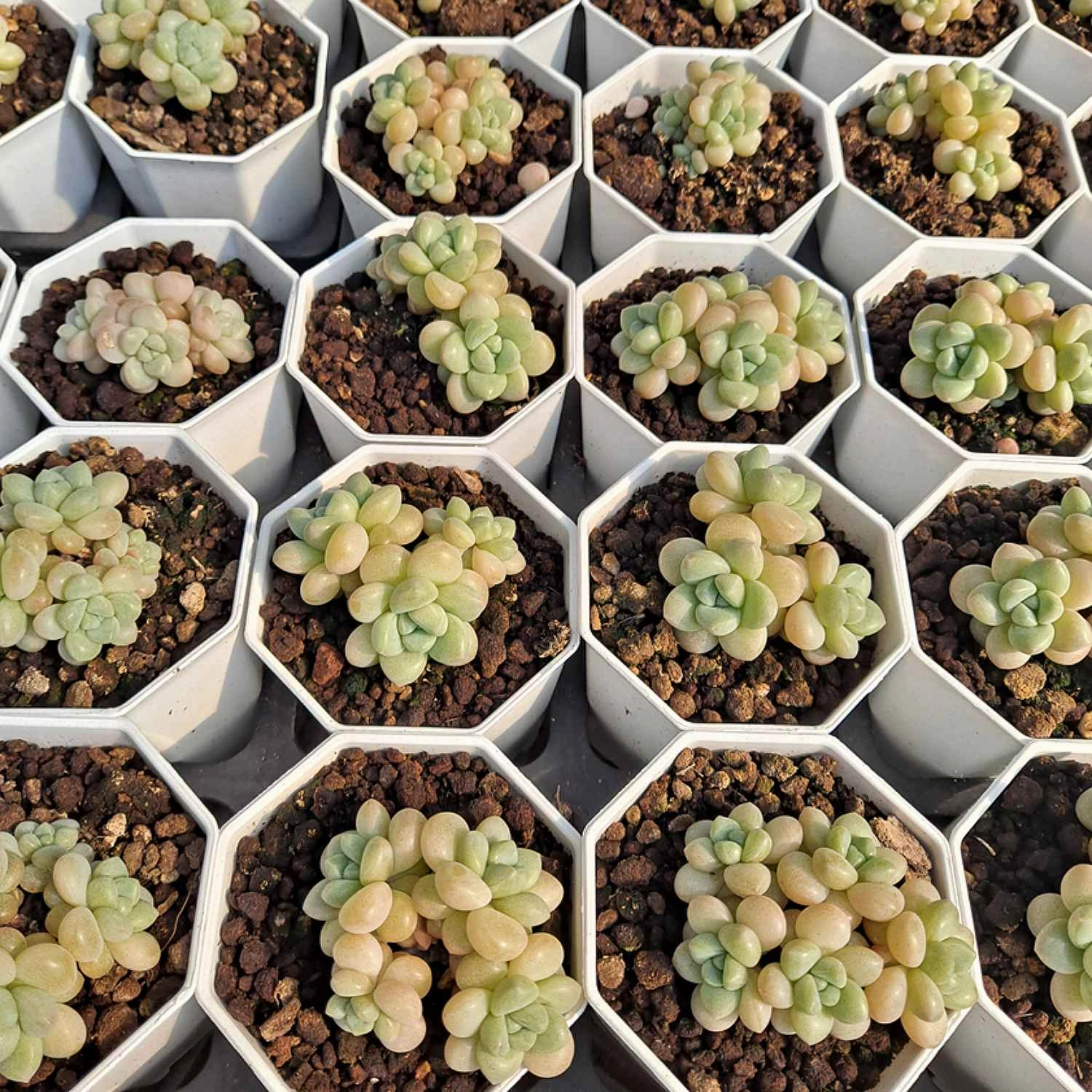 x Pachyveria 'Bubble Candy'