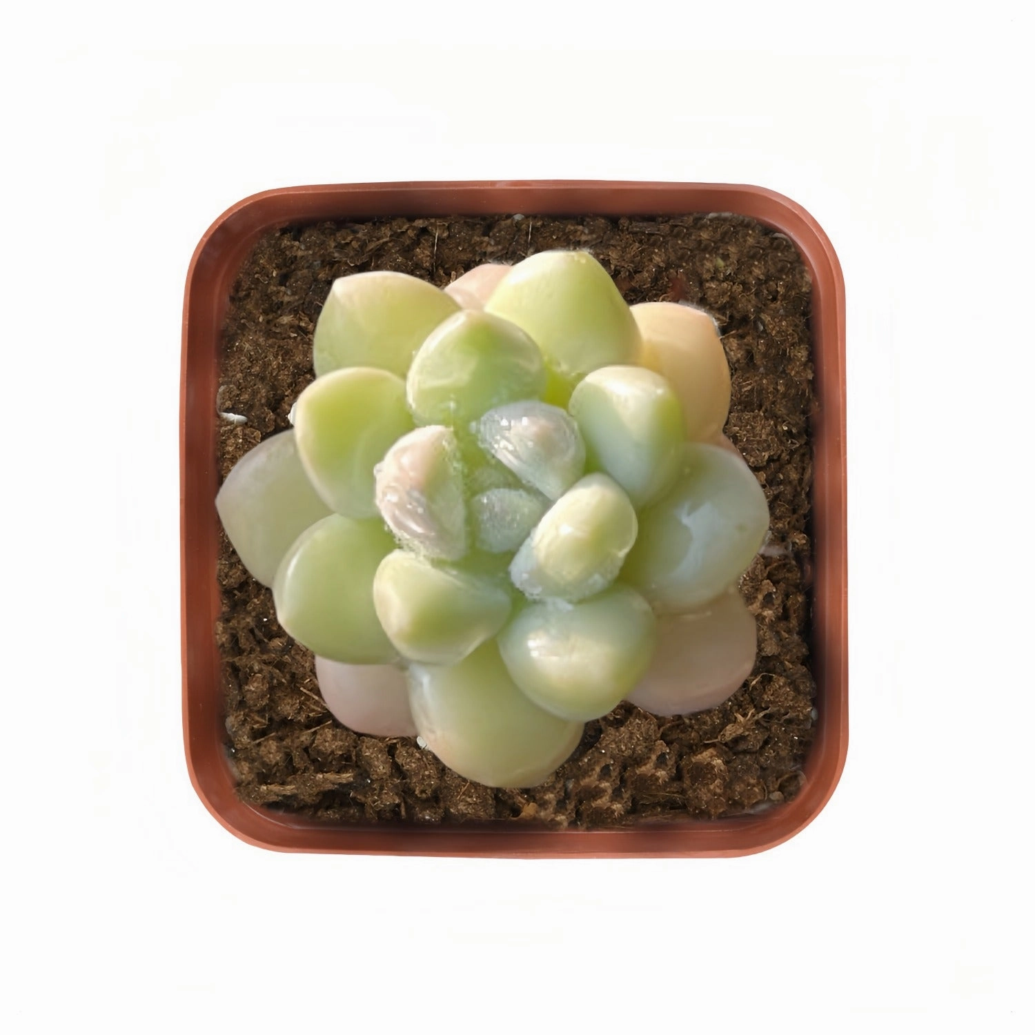 x Pachyveria 'Bubble Candy'