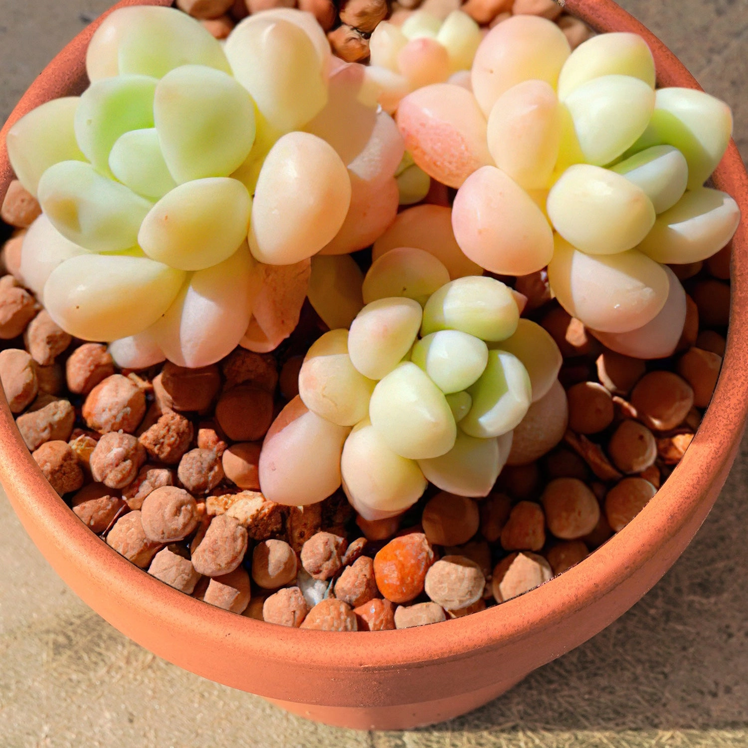 x Pachyveria 'Bubble Candy'