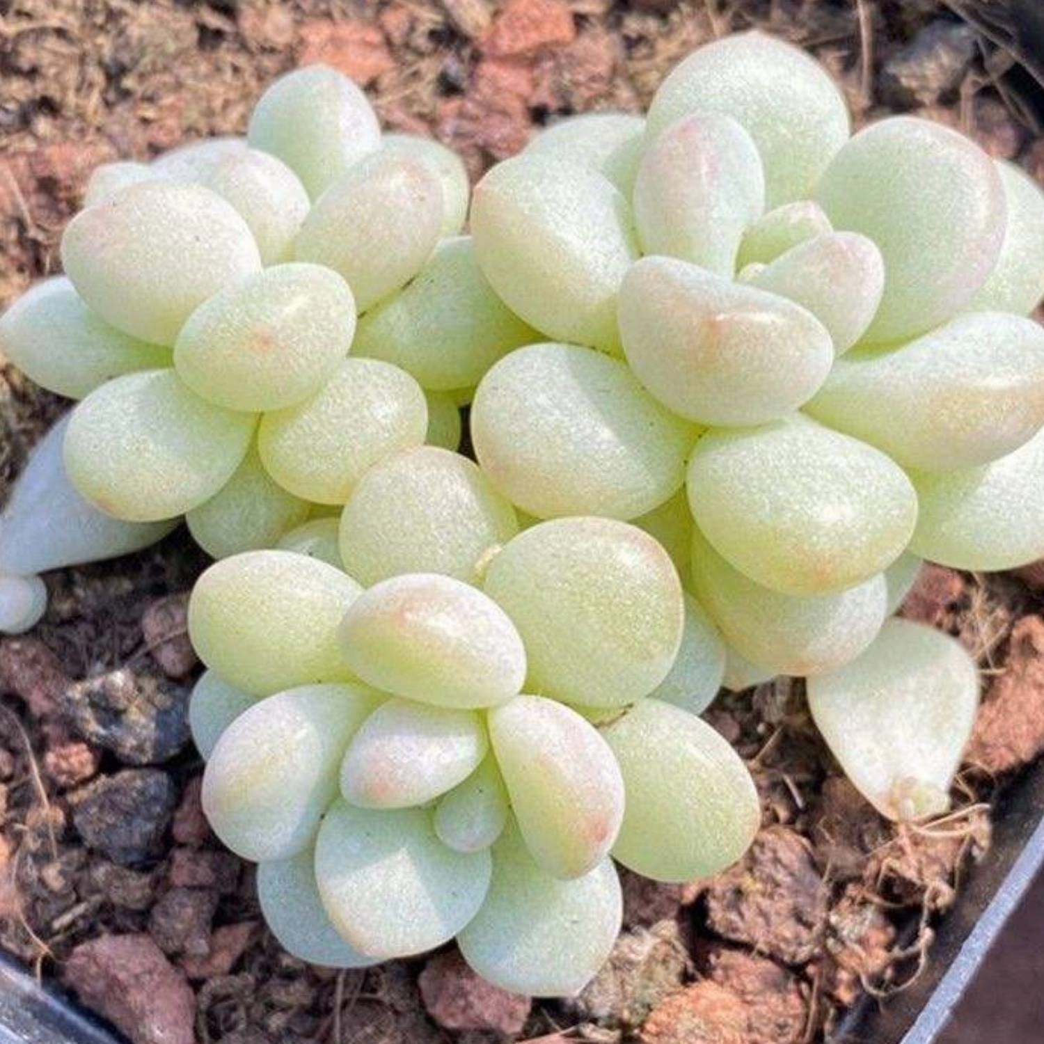x Pachyveria 'Bubble Candy'