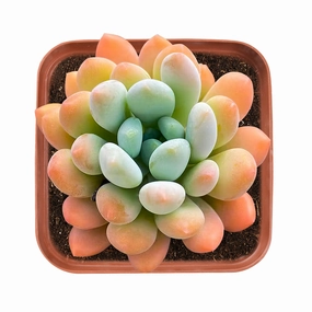 x Pachyveria 'Clavifolia' mini ornamental plant  