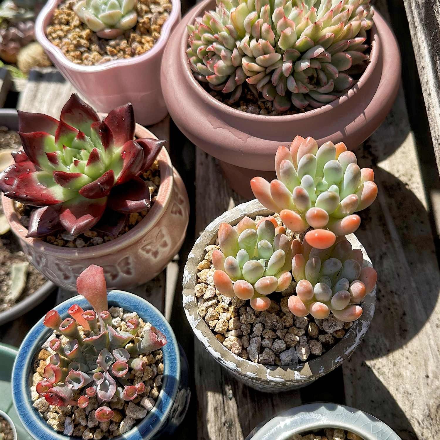 x Pachyveria 'Clavifolia'
