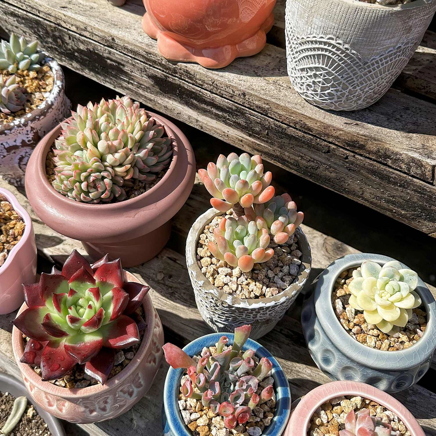 x Pachyveria 'Clavifolia'