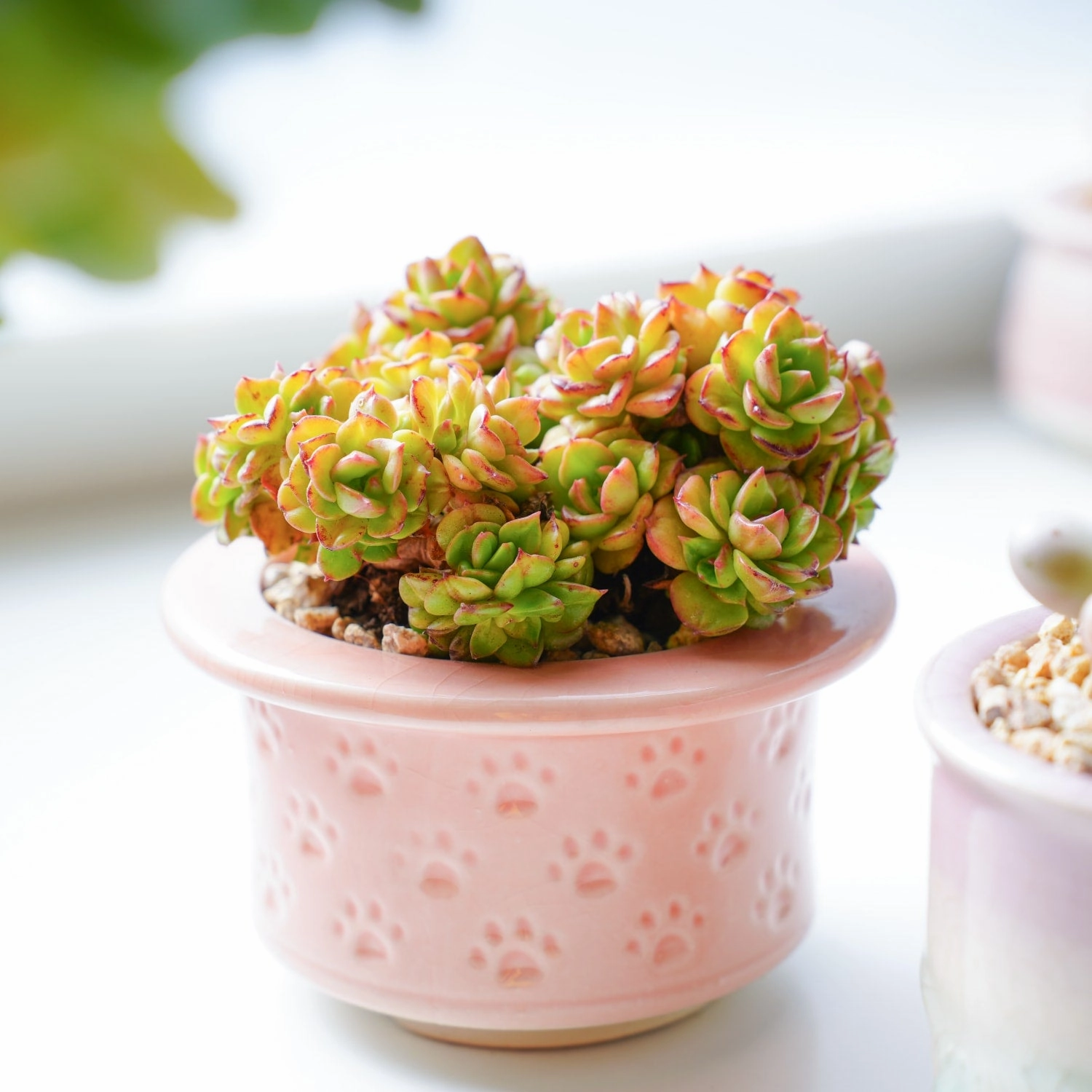 x Sedeveria 'Rolly'