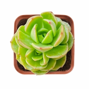 x Sedeveria 'Rolly' mini ornamental plant  