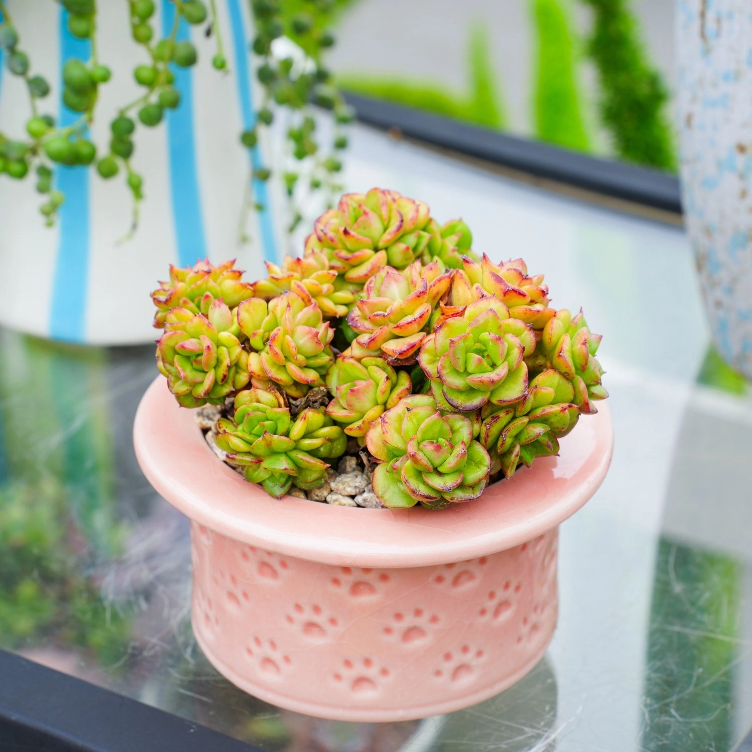 x Sedeveria 'Rolly'