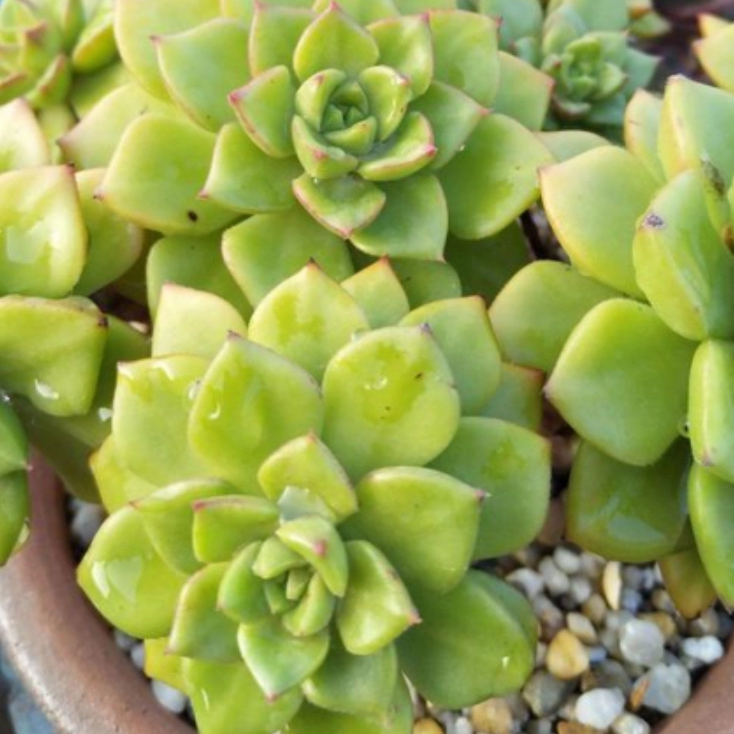 x Sedeveria Letizia Cluster (4 inch)