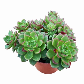 x Sedeveria Letizia Cluster (4 inch) mini ornamental plant  