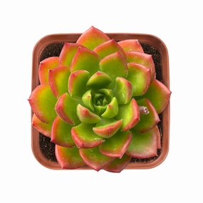 x Sedeveria Letizia mini ornamental plant  
