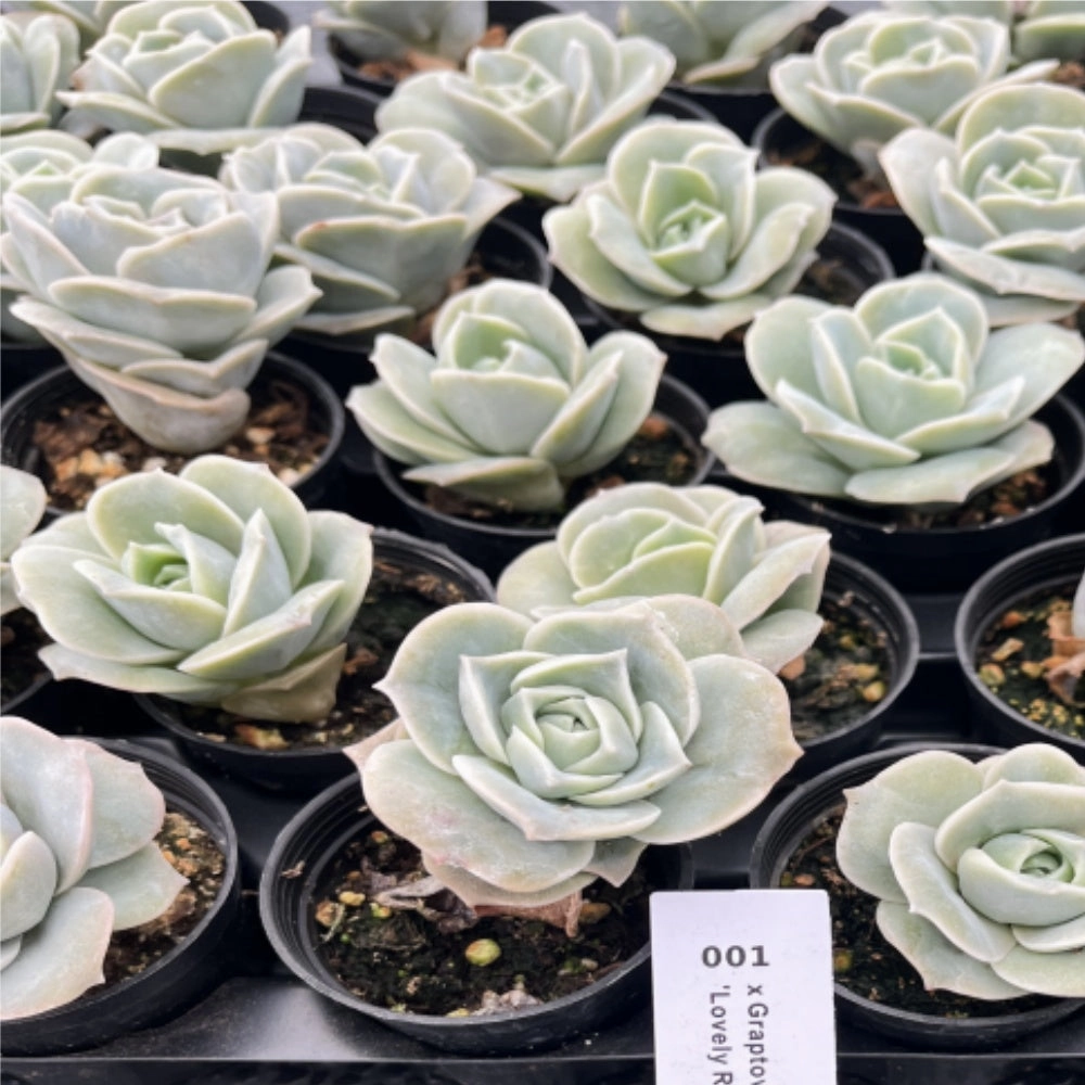 xGraptoveria 'Lovely Rose' Bulk 54 Tray 2in Pot