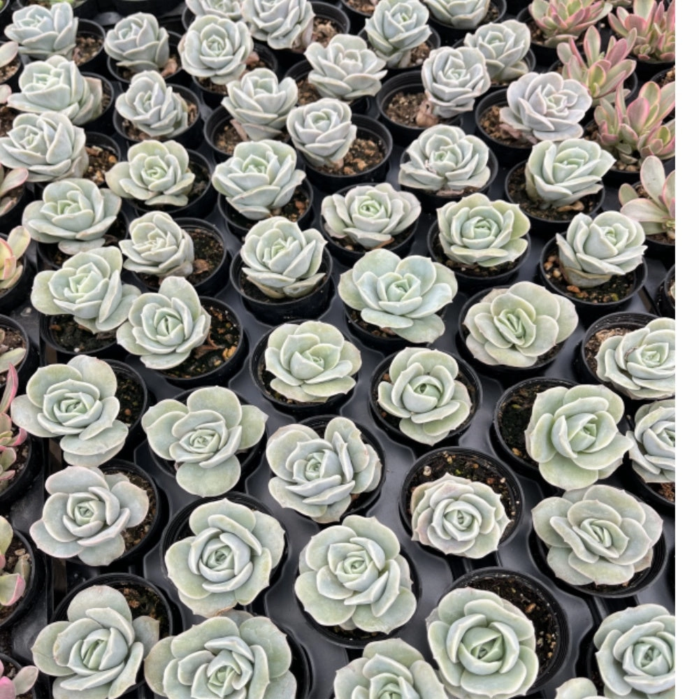 xGraptoveria 'Lovely Rose' Bulk 54 Tray 2in Pot