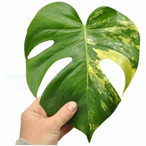 Yellow Monstera Deliciosa 'Thai Constellation' large flower pot  