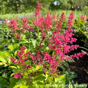 Younique Ruby Red Astilbe | Astilbe 'Younique' Ruby Red single layer plant shelf  