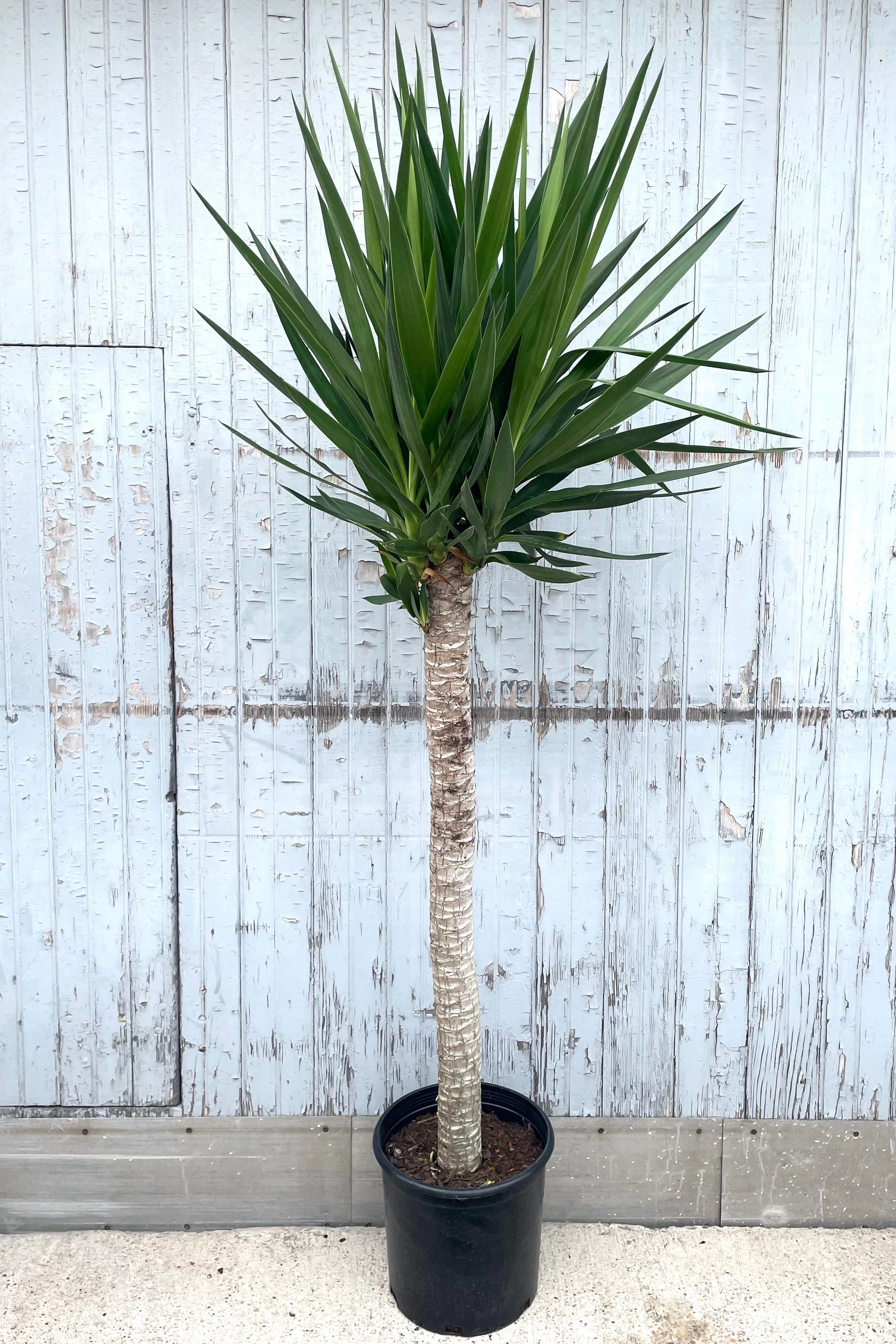 Yucca gigantea Cutback 12"