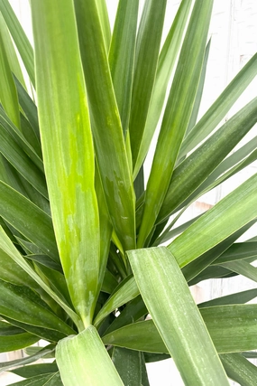 Yucca gigantea Cutback 12" medium flower pot  
