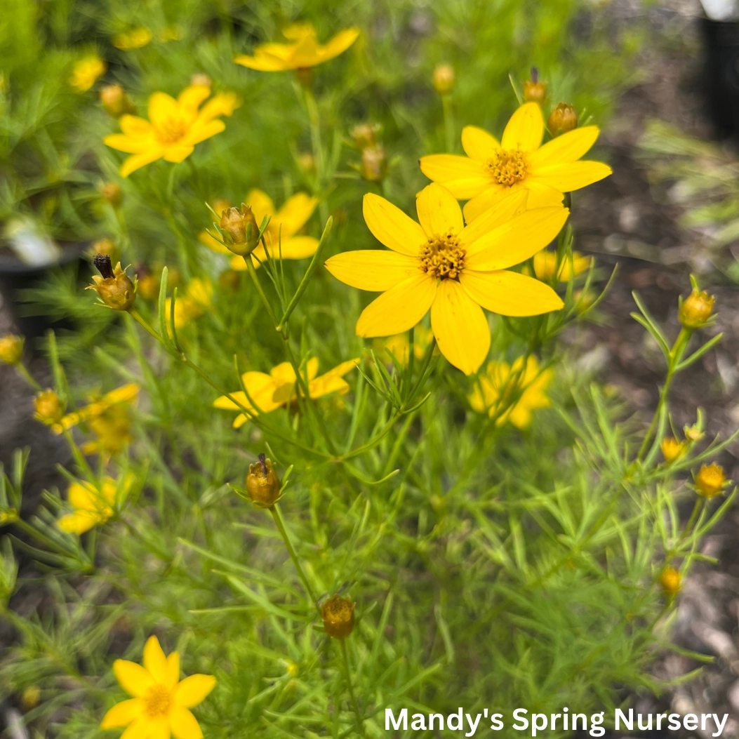 Zagreb Tickseed | Coreopsis verticillata 'Zagreb' traditional flower vase  