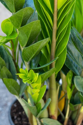 Zamioculcas zamiifolia 10" medium flower pot  