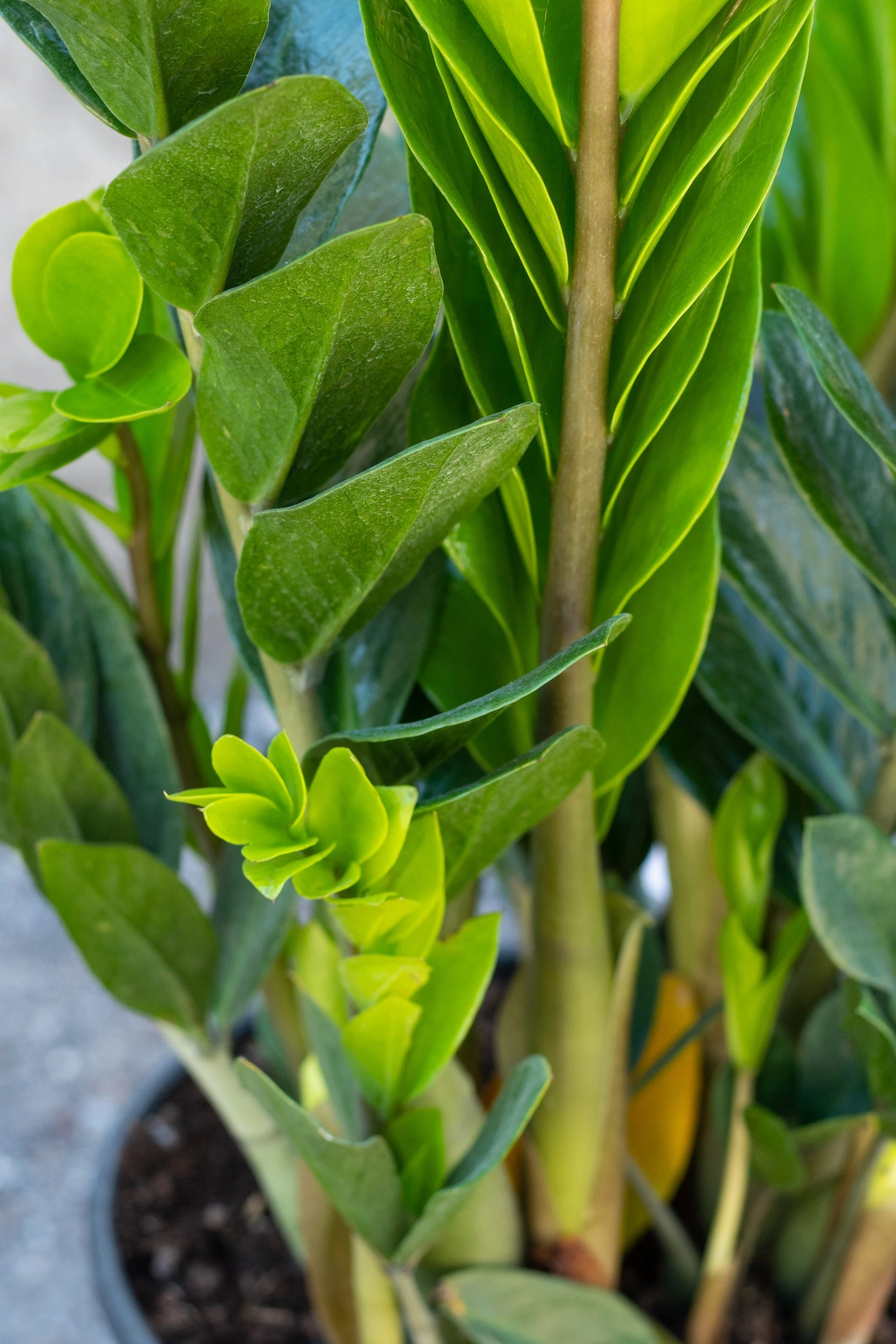 Zamioculcas zamiifolia 10" medium flower pot  