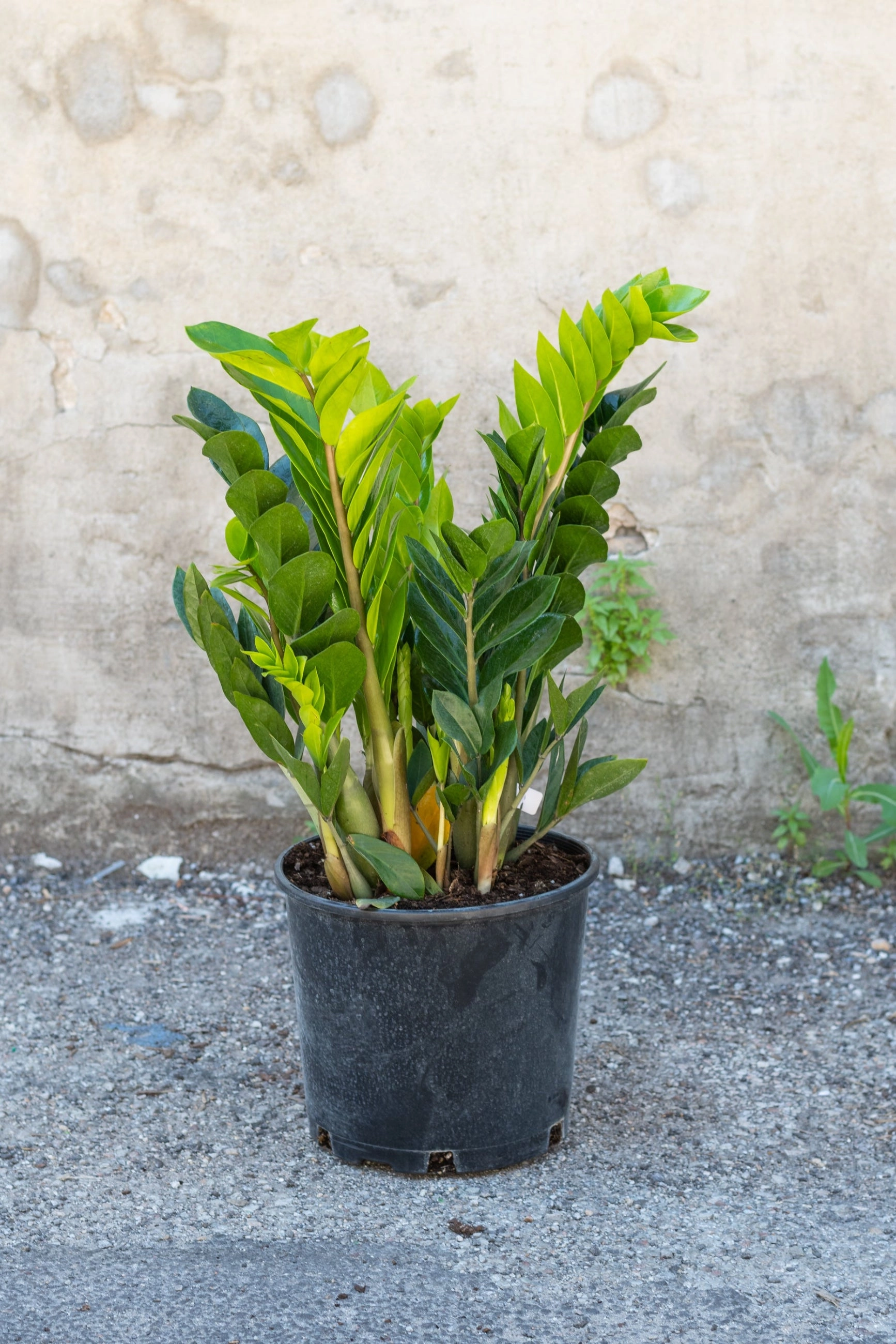 Zamioculcas zamiifolia 10"