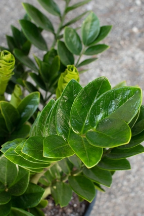 Zamioculcas zamiifolia 14" medium flower pot  