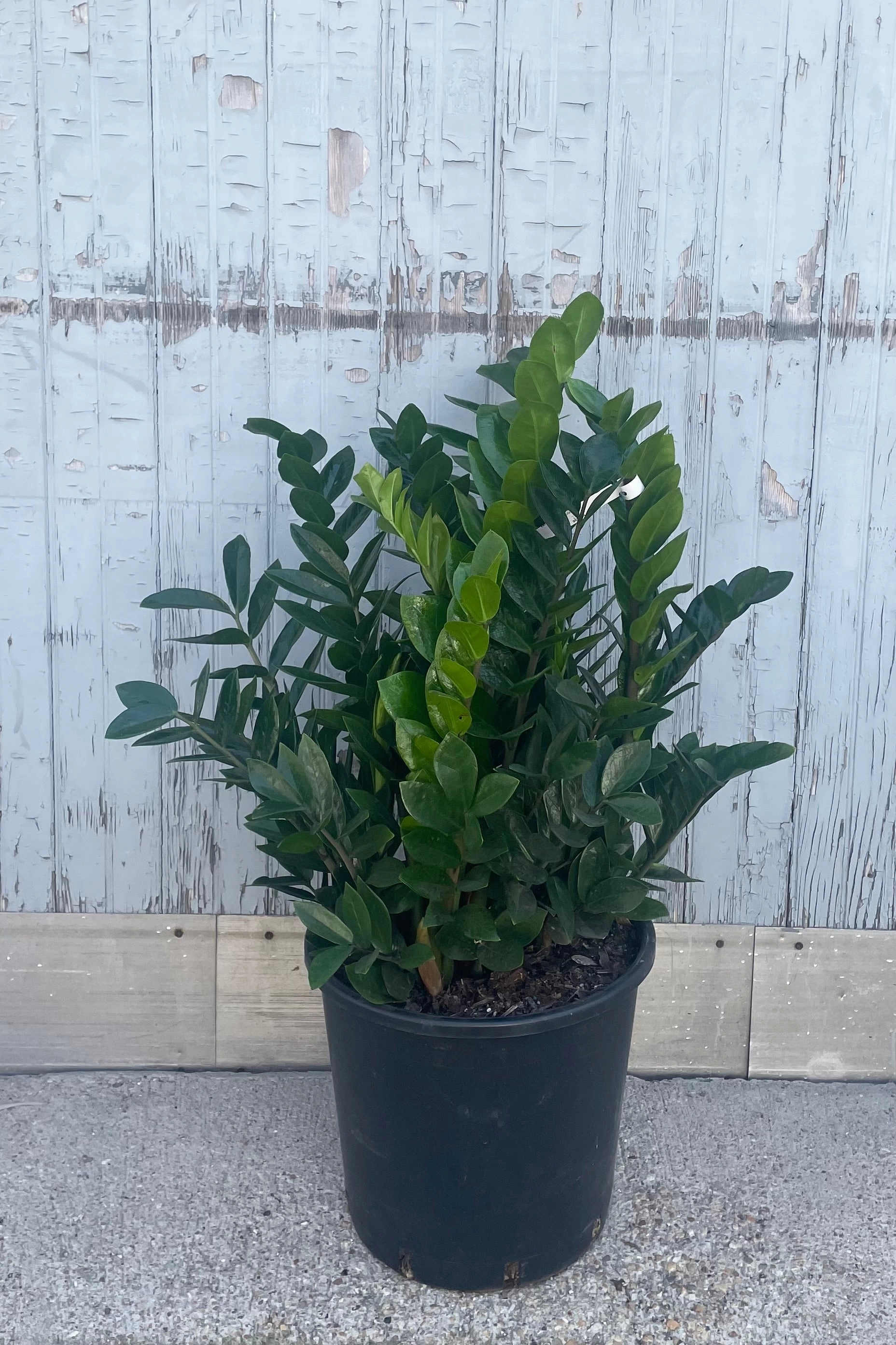 Zamioculcas zamiifolia 14"