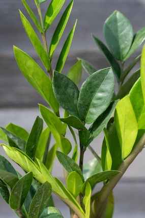 Zamioculcas zamiifolia 5" medium flower pot  