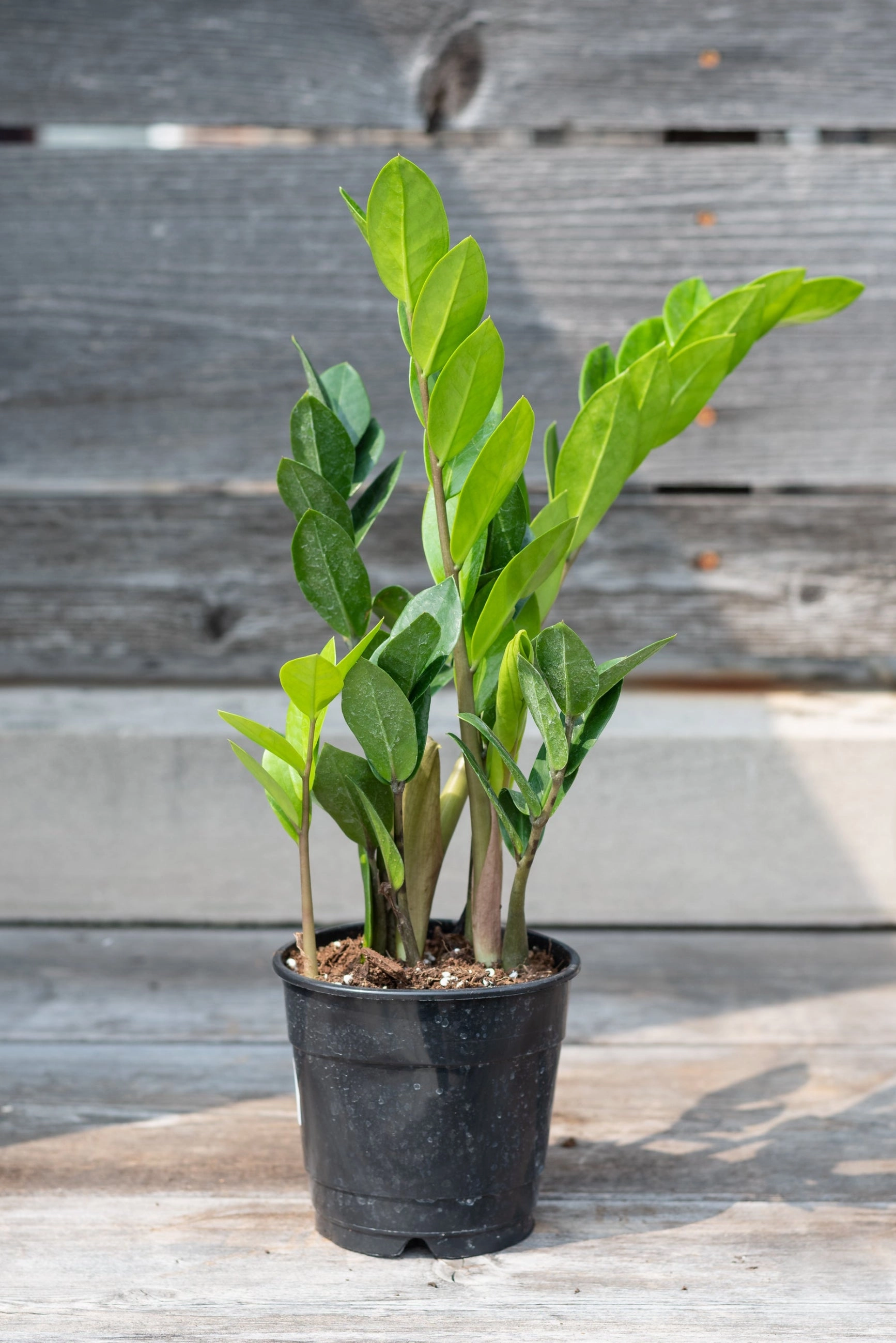 Zamioculcas zamiifolia 5"
