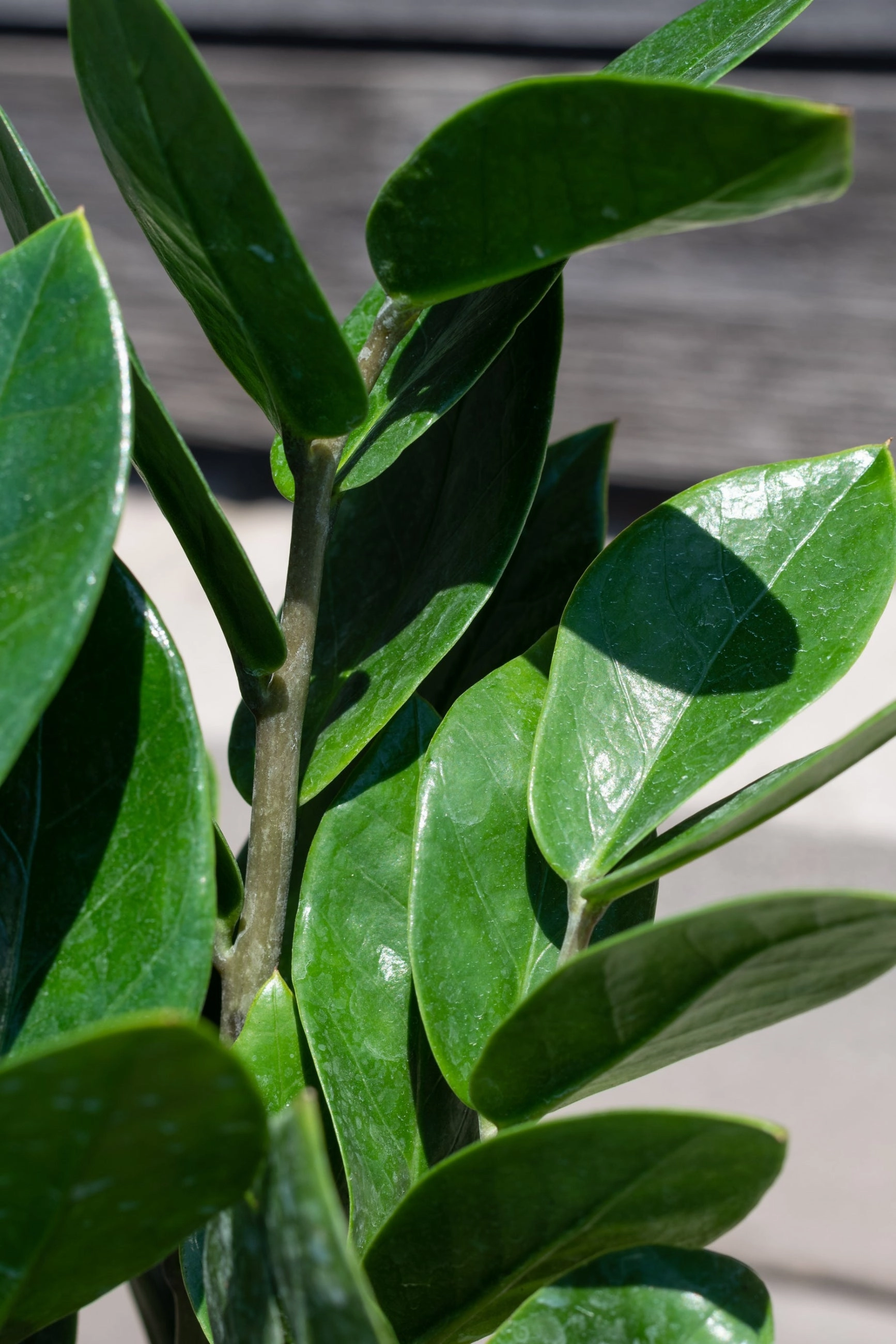 Zamioculcas zamiifolia 6" medium flower pot  